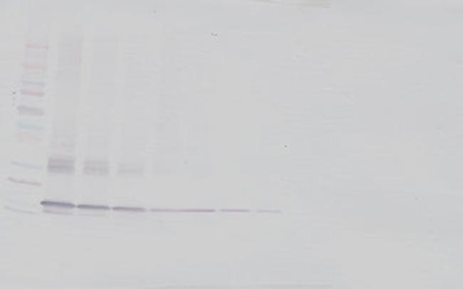 C19orf10 Antibody in Western Blot (WB)