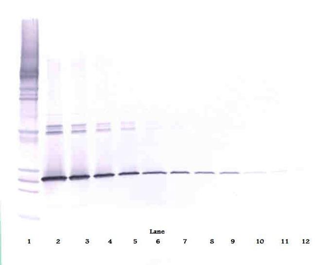 IL-5 Antibody in Western Blot (WB)