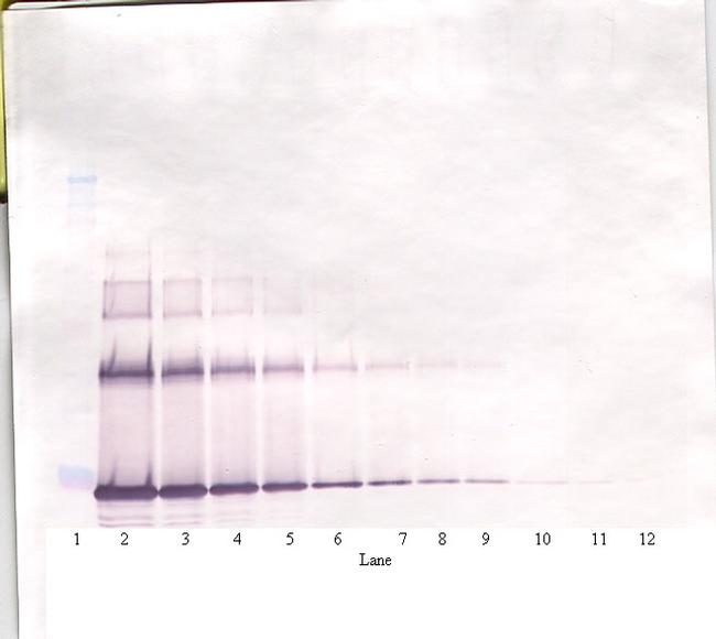 IL-6 Antibody in Western Blot (WB)