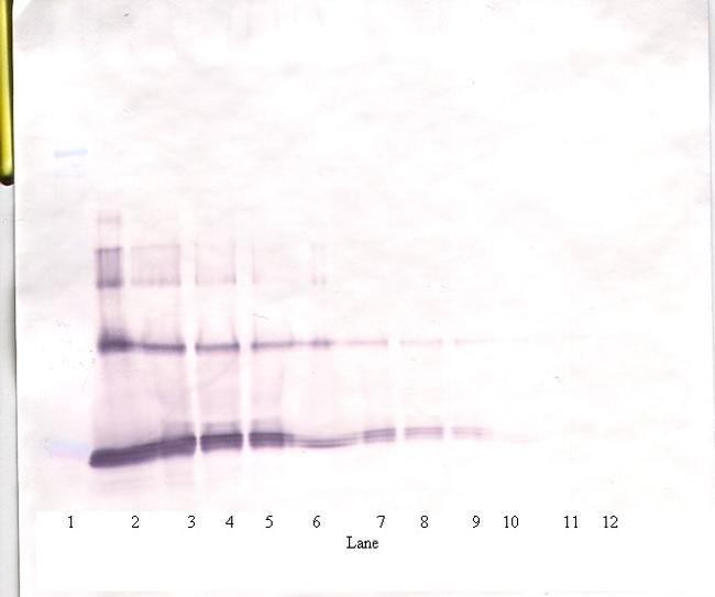 IL-6 Antibody in Western Blot (WB)