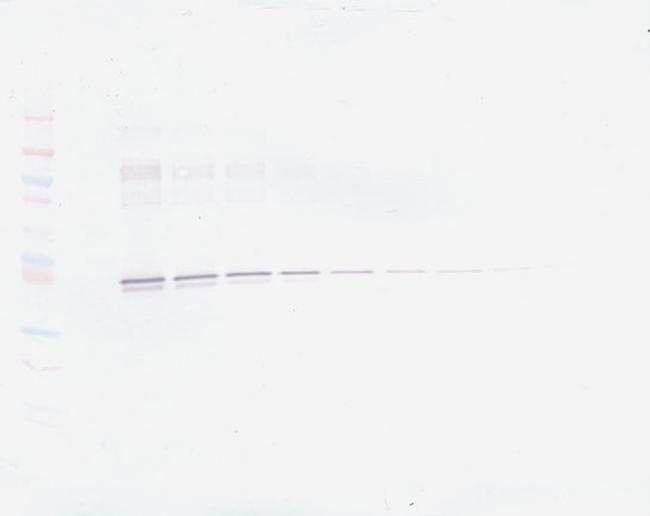 PAI1 Antibody in Western Blot (WB)