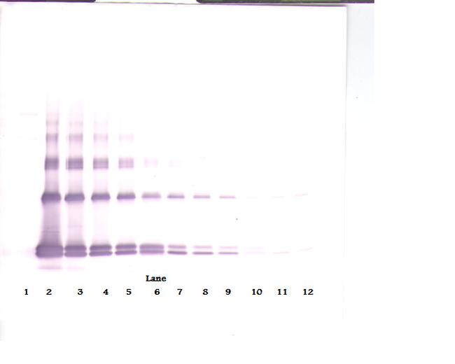 IL-33 Antibody in Western Blot (WB)