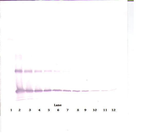 IL-33 Antibody in Western Blot (WB)