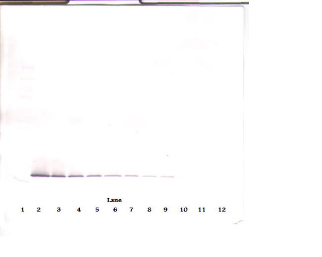 Endostatin Antibody in Western Blot (WB)