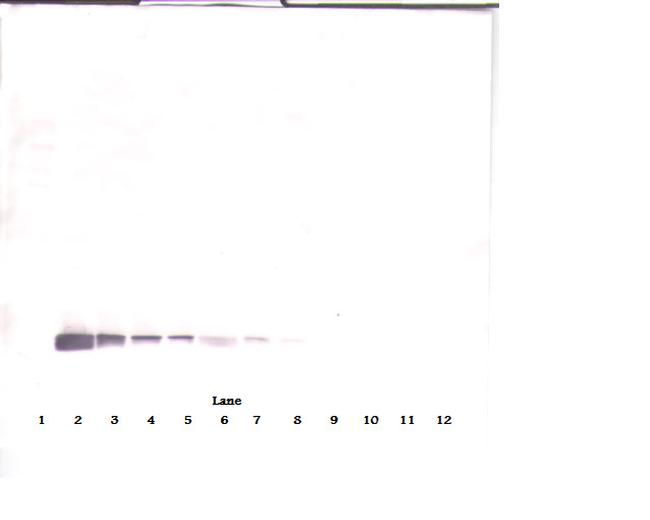 Endostatin Antibody in Western Blot (WB)