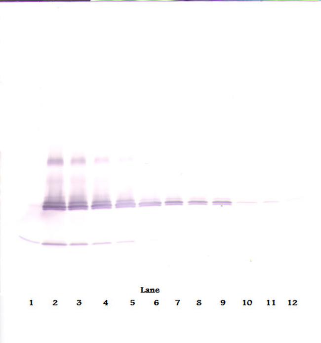 IL-17A Antibody in Western Blot (WB)