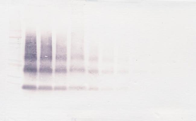 VEGFB Antibody in Western Blot (WB)