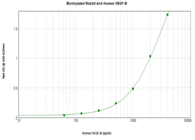 VEGFB Antibody in ELISA (ELISA)