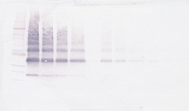 VEGFB Antibody in Western Blot (WB)