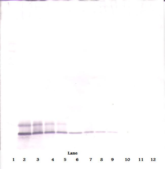 DEFB104A Antibody in Western Blot (WB)