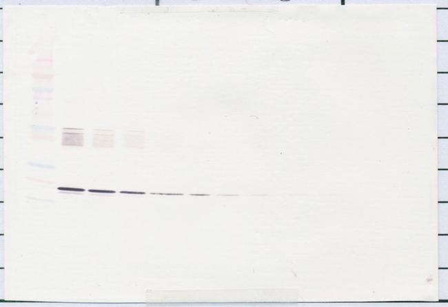 IL-6 Antibody in Western Blot (WB)