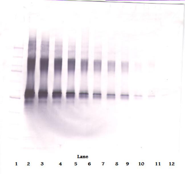 IL-2 Antibody in Western Blot (WB)