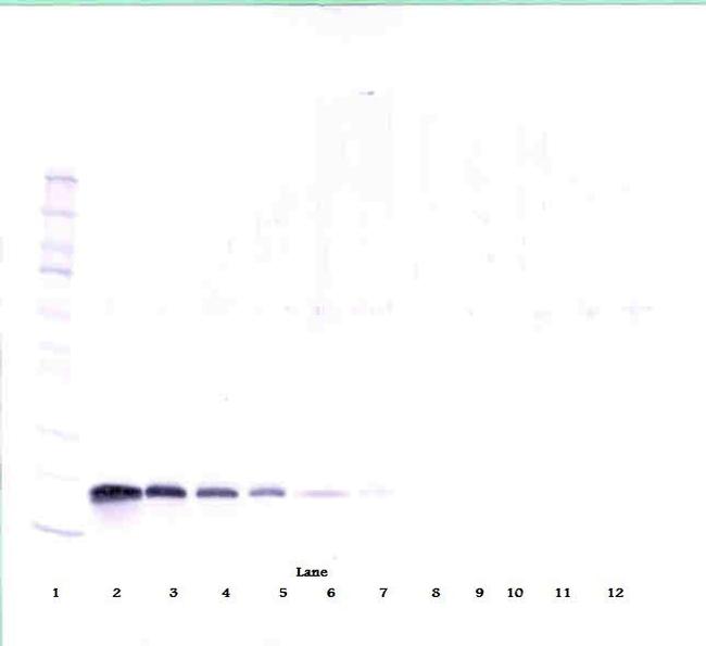 VEGF-165 Antibody in Western Blot (WB)