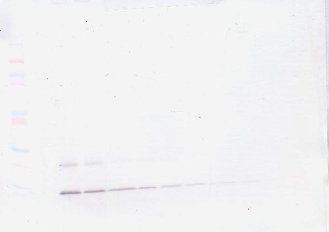 PTHLH Antibody in Western Blot (WB)