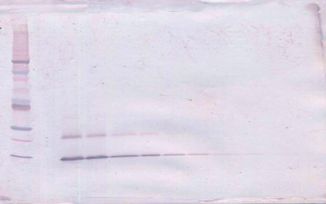 PTHLH Antibody in Western Blot (WB)