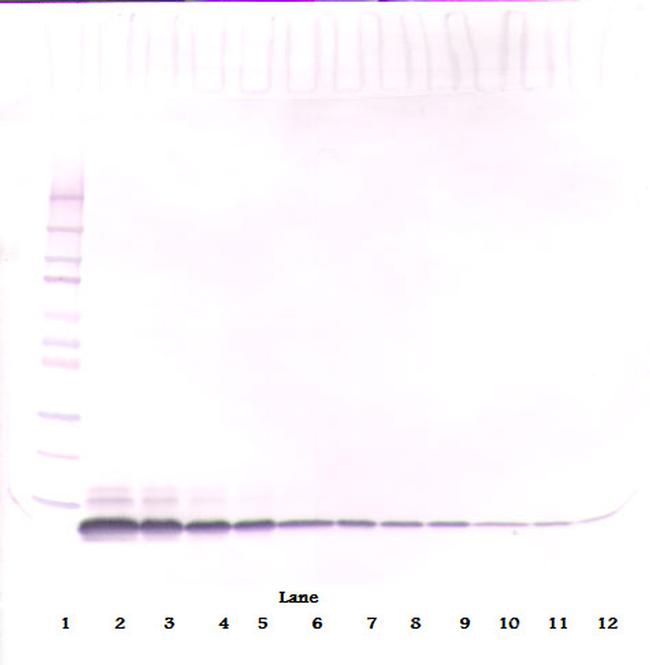 EGF Antibody in Western Blot (WB)