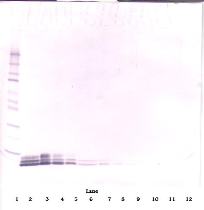 EGF Antibody in Western Blot (WB)