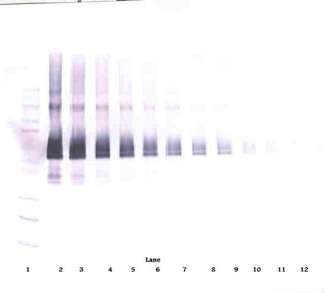 DLL4 (soluble) Antibody in Western Blot (WB)