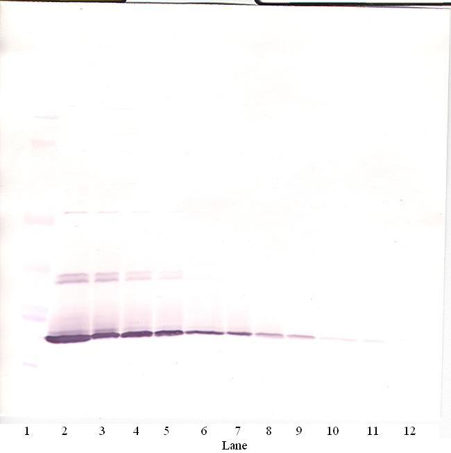 IL-7 Antibody in Western Blot (WB)