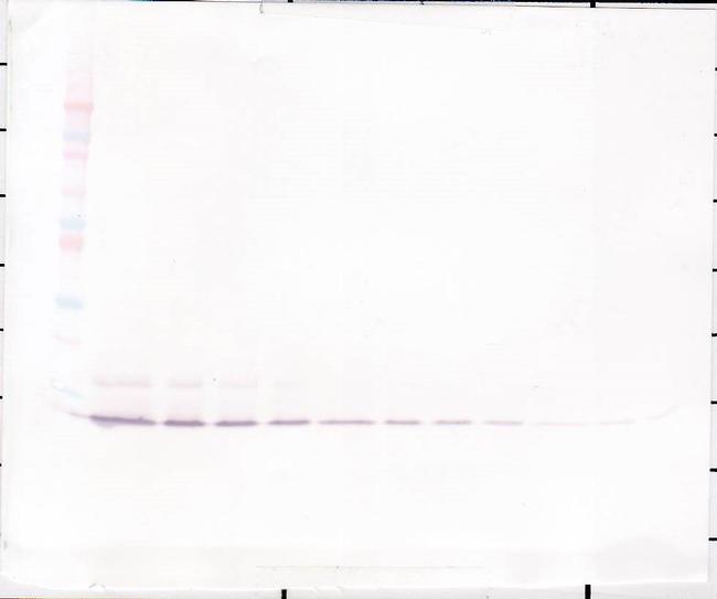 IL-8 (CXCL8) Antibody in Western Blot (WB)