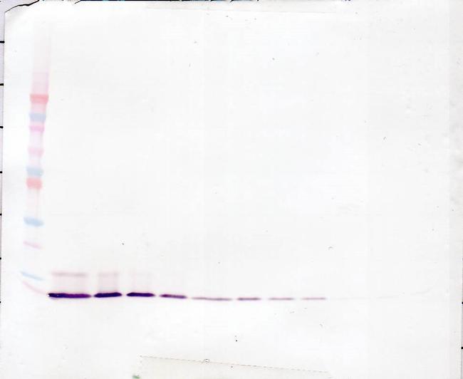 IL-8 (CXCL8) Antibody in Western Blot (WB)