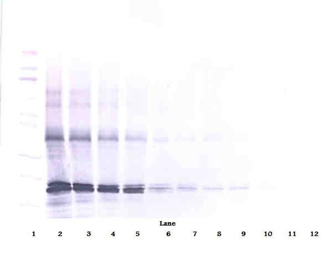 p16INK4a-TAT Antibody in Western Blot (WB)