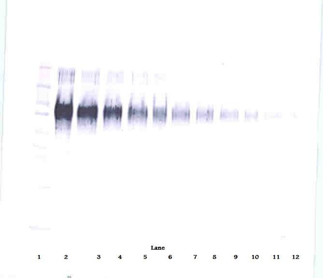 ICAM-1 Antibody in Western Blot (WB)