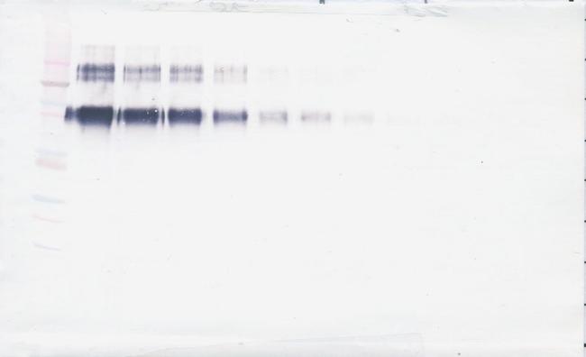 ICAM-1 Antibody in Western Blot (WB)