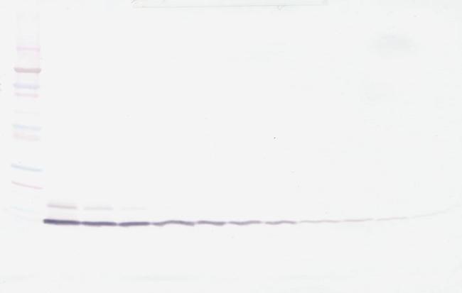 IL-8 (CXCL8) Antibody in Western Blot (WB)