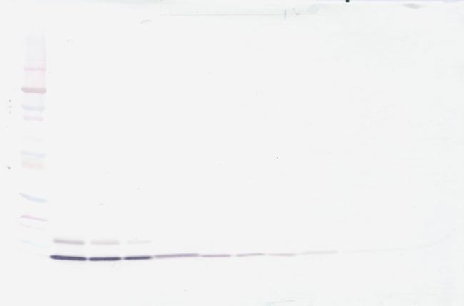 IL-8 (CXCL8) Antibody in Western Blot (WB)