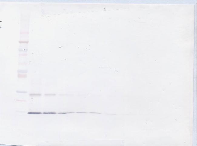 IL-9 Antibody in Western Blot (WB)