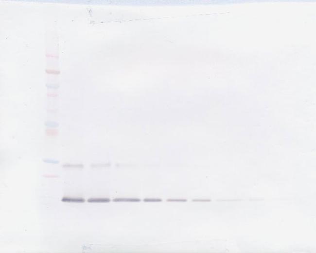 IL-9 Antibody in Western Blot (WB)