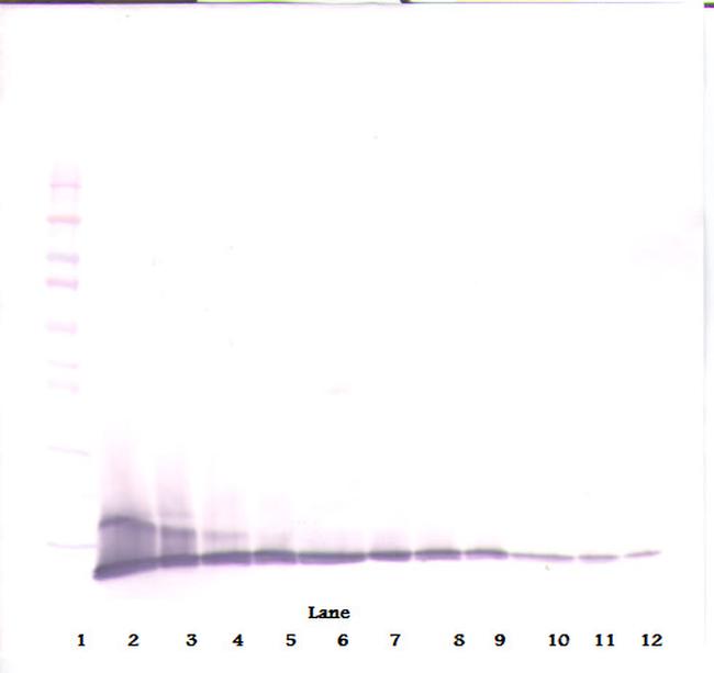 CXCL10 Antibody in Western Blot (WB)