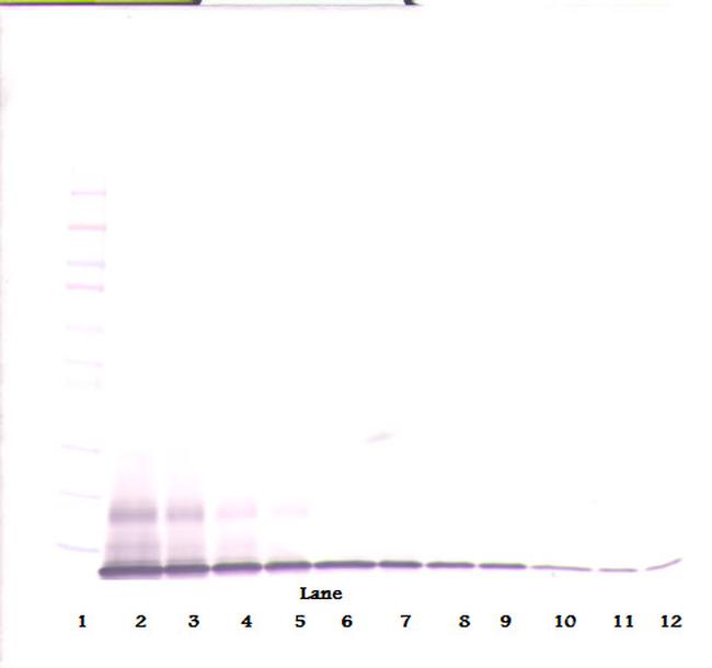 CXCL10 Antibody in Western Blot (WB)