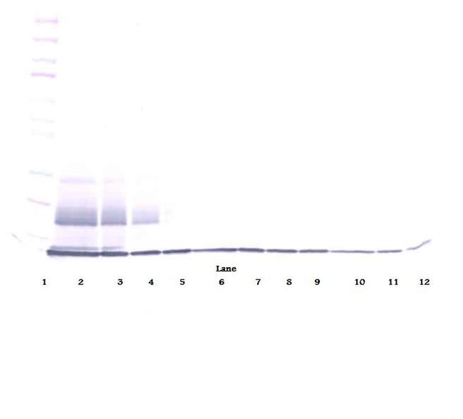 CCL27 Antibody in Western Blot (WB)