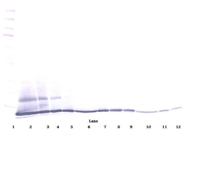 CCL27 Antibody in Western Blot (WB)