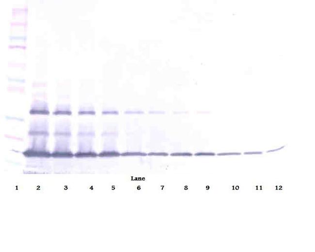 FAS (soluble) Antibody in Western Blot (WB)