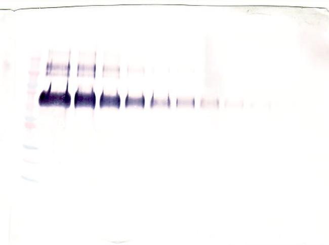 Klotho Antibody in Western Blot (WB)