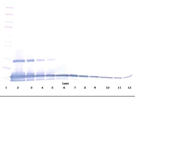 CCL28 Antibody in Western Blot (WB)