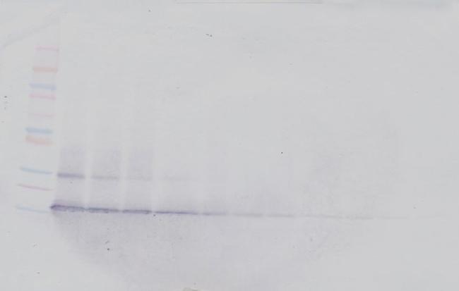 CCL28 Antibody in Western Blot (WB)