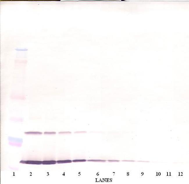 IL-9 Antibody in Western Blot (WB)