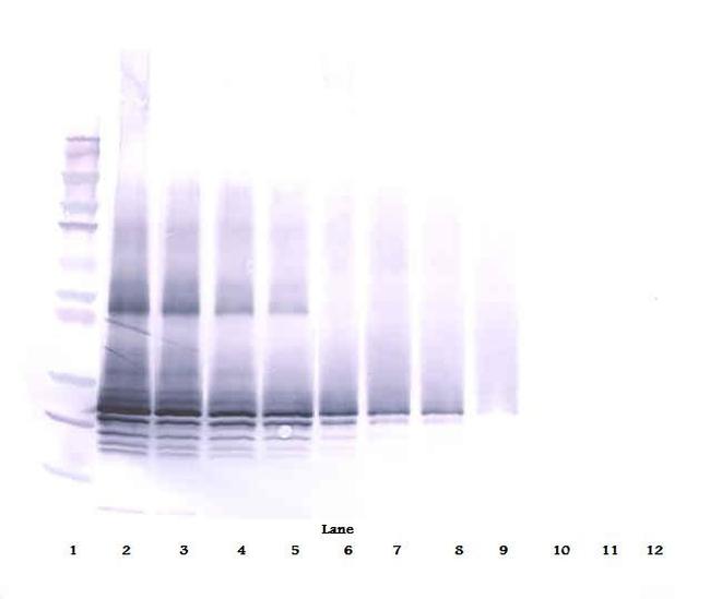 Oncostatin M Antibody in Western Blot (WB)