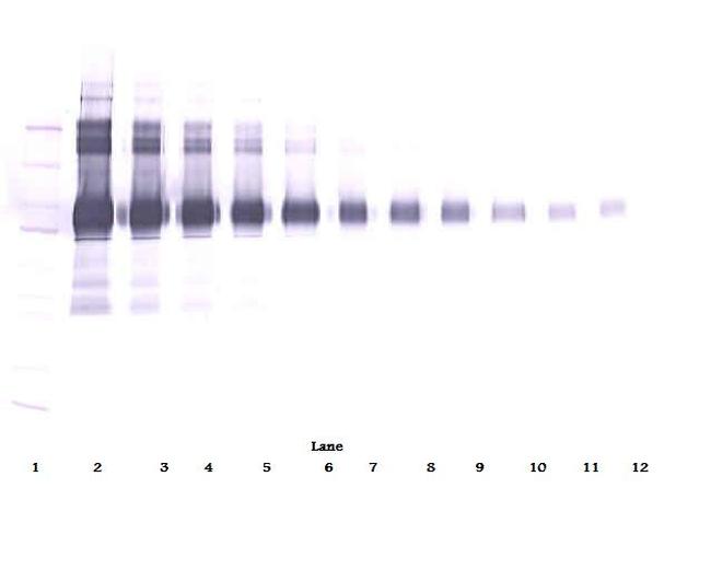 VCAM-1 Antibody in Western Blot (WB)