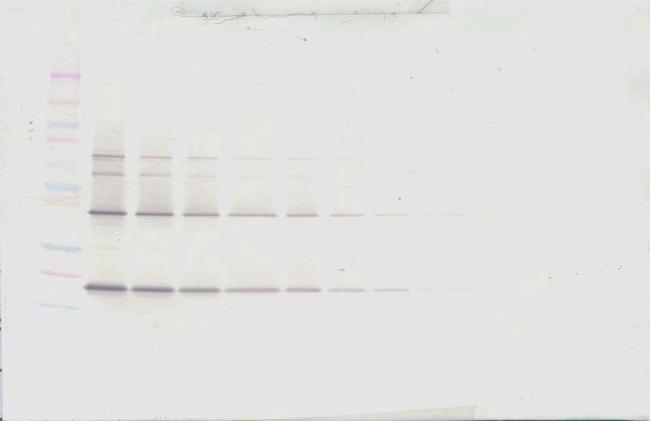 TRAIL Antibody in Western Blot (WB)