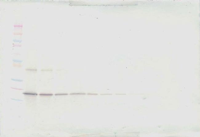 TRAIL Antibody in Western Blot (WB)