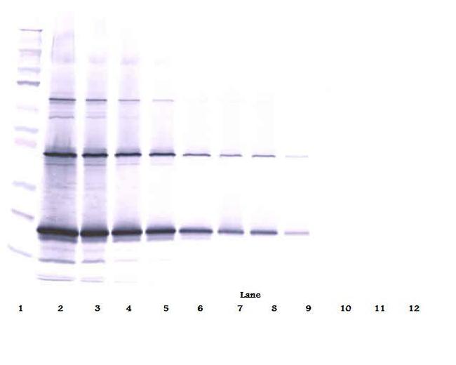 TRAIL Antibody in Western Blot (WB)