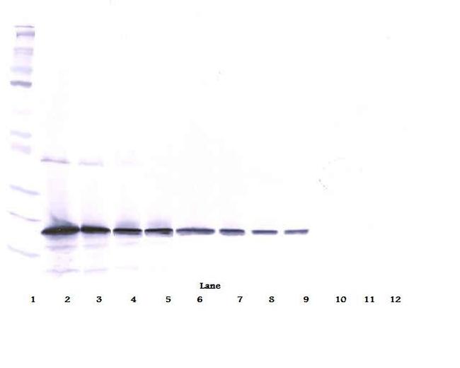 TRAIL Antibody in Western Blot (WB)