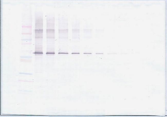 MMP2 Antibody in Western Blot (WB)