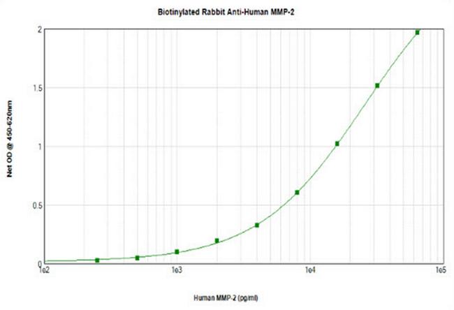 MMP2 Antibody in ELISA (ELISA)