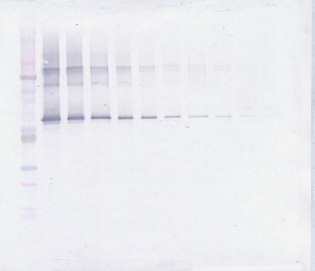 MMP2 Antibody in Western Blot (WB)